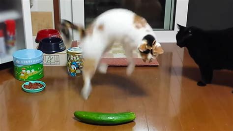 Cats Vs Cucumbers A Compilation Youtube