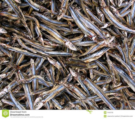 Small Dried Fish From Chinese Market Stock Image Image Of Dried Salt