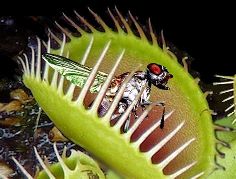 Insects Plants Hot Sex Picture