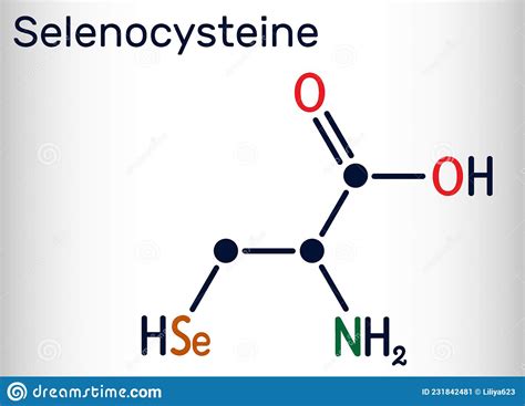 selenocysteine l selenocysteine sec u molecule it is proteinogenic amino acid selenium