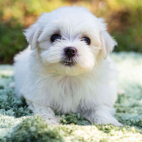 Your siberian husky puppy will geet safe shipping. MALTESE | FEMALE | ID:3829-WL - Central Park Puppies