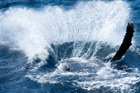 Photographers In Alaska Capture A Pod Of Humpback Whales