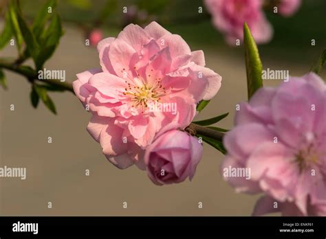 Peach Color Flower High Resolution Stock Photography And Images Alamy