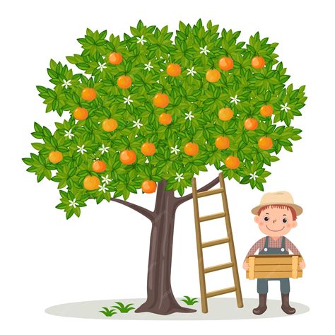 Premium Vector Boy Picking Oranges