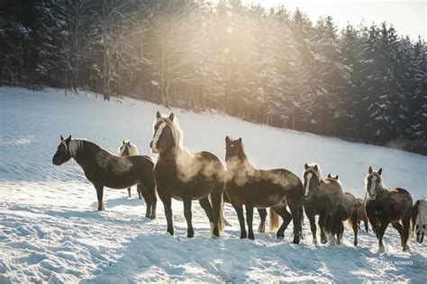 Meet Endangered Black Forest Horses Of Germany The Most Gorgeous