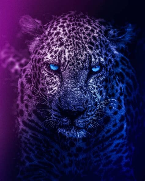 Animal Iphone 11 Animal Black Panther Wallpaper 4k