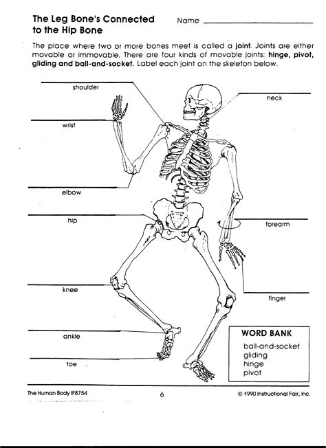 Human Anatomy Worksheet For College