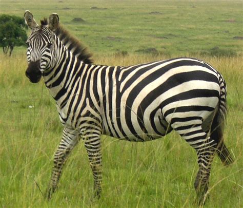 Zebras Animal Info And Pictures All Wildlife Photographs