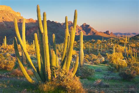 Organ Pipe Cactus National Monument Arizona Alan Majchrowicz