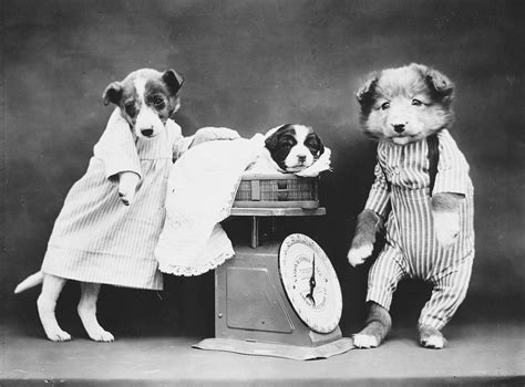 Cats And Dogs Dressed As People 100 Years Ago The Atlantic