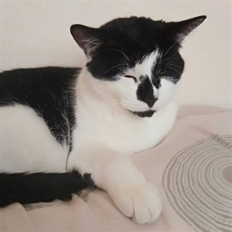 Lost Cat Black And White Cat Called Toby Oxford Area Oxfordshire