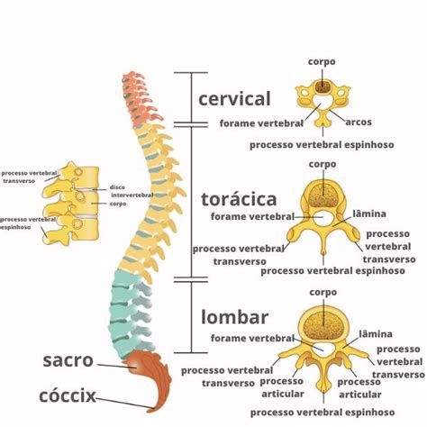 Coluna Vertebral Partes Função Doenças Resumo Biologia Net