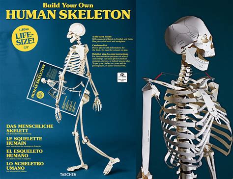 Diy Paper Anatomy Kits Human Skeleton Book