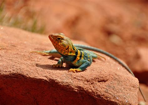 Western Collared Lizard Co Aratingasun Flickr