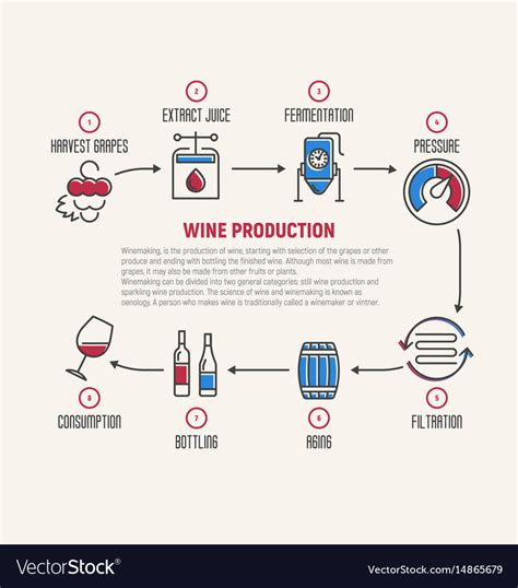 Thin Line Infographic Of Wine Fermentation Making Vector Image