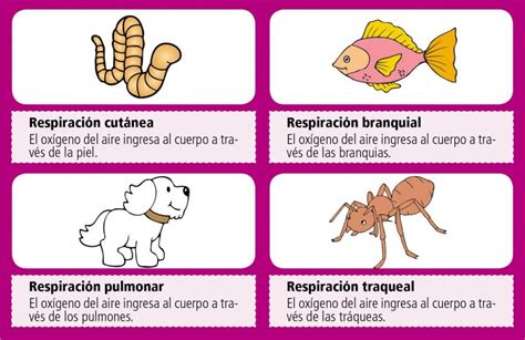 Dibujos para imprimir y colorear para los niños, y pasar un rato entretenido con ellos. La respiración en los animales - Edicion Impresa - ABC Color