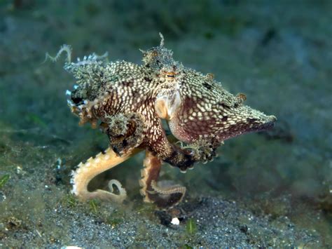 The mimic octopus can be found around sulawesi and bali in indonesia, in muddy estuary bottoms or river mouths. Marine Species: The Mimic Octopus • Scuba Diver Life