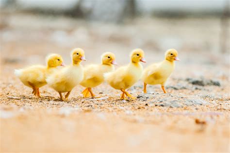 Raising Ducklings 101 Blains Farm And Fleet Blog