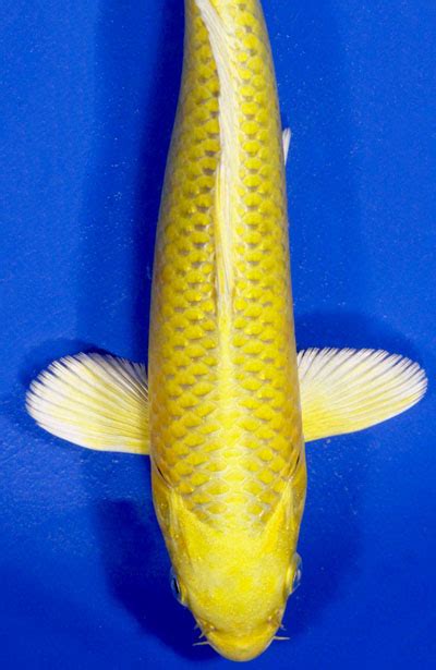 Over 200 classic and contemporary artists. yamabuki yellow koi : Biological Science Picture Directory ...