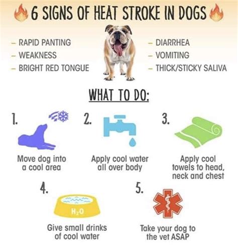 The Heat Is On Dog Safety In Extreme Heat