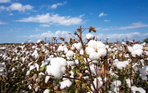 Cotton Field Agriculture Harvest Stock Photo Download Image Now Istock
