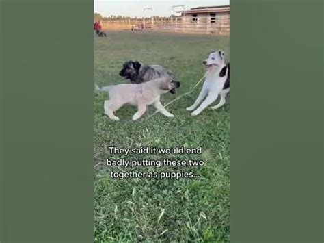 Our livestock guardian dog Judge and farm dog Pete have been growing