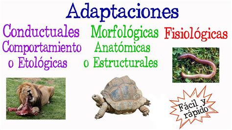 Ejemplos De Adaptaciones Morfologicas Fisiologicas Y Conductuales The