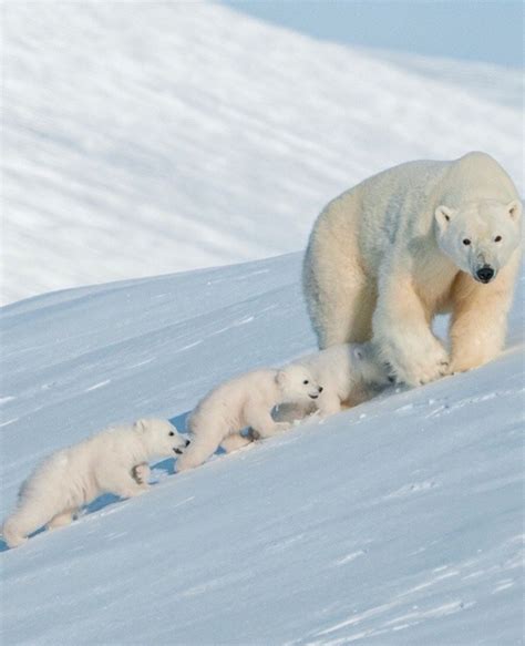Three Small Polar Bears And Her Big Bear Mom Save The Polar Bears
