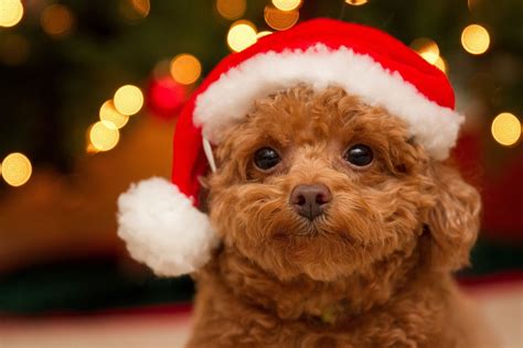Cute Puppies Christmas Wallpapers Wallpaper Cave
