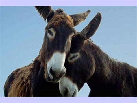 Donkey Love Longears Pinterest