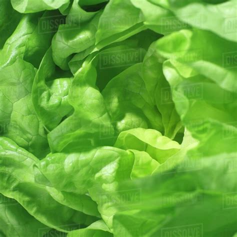 Lettuce Close Up Stock Photo Dissolve