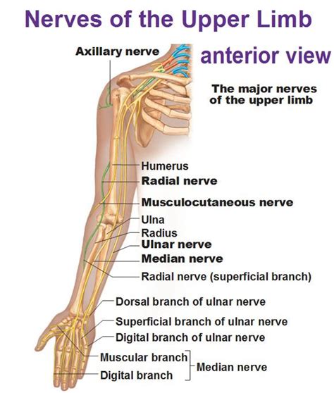 Musculocutaneous Median And Ulnar Nerves In The Arm With Images Porn