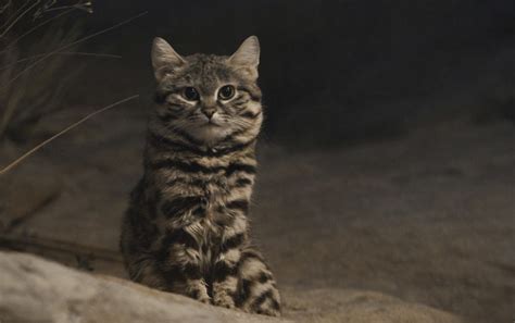 The Rare Black Footed Cat The Worlds Deadliest Feline