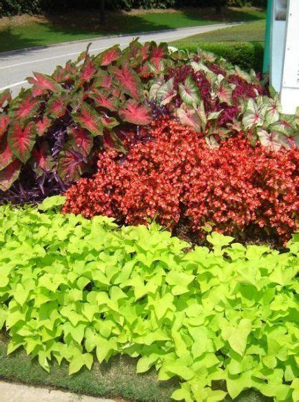 The edible sweet potato vine provides winter greens when grown indoors. Best landscaping front yard with porch sweet potato vines ...
