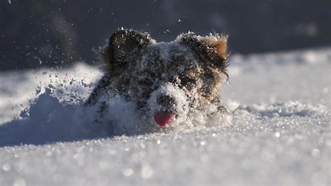 The 20 Best Cold Weather Dog Breeds According To Outside Unofficial