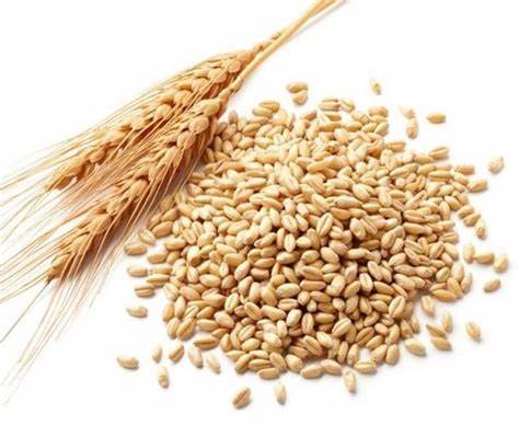 كيف تنتشر بذور القمح؟