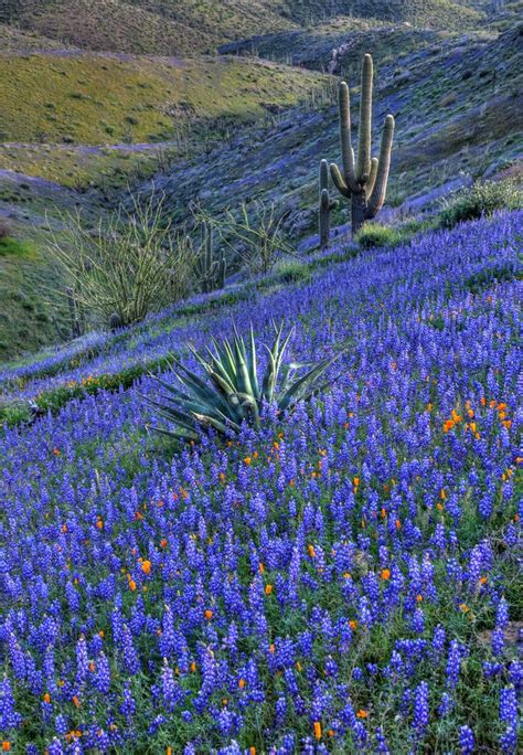 The plant is also famous as one of the state symbols. 1000+ images about Texas Wildflowers on Pinterest ...