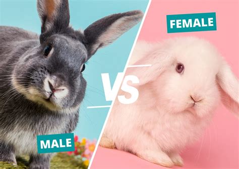 male vs female rabbits key differences and which is better