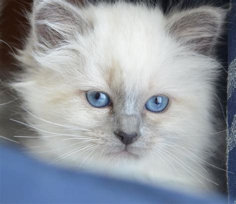 Beautiful Birman Kittens For Sale Beautiful Registered Pedigree