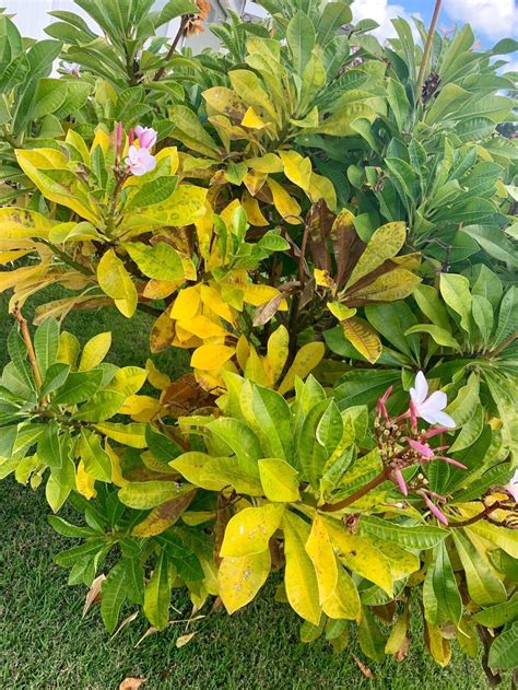 Find images of yellow plumeria. Plumeria forum: Plumeria tree turning yellow and dropping ...