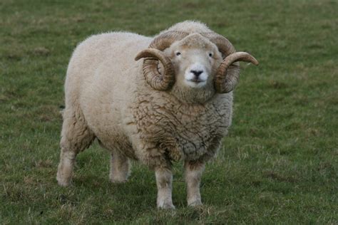 Exmoor Horn Sheep Breeders Society Exmoor Horn Sheep