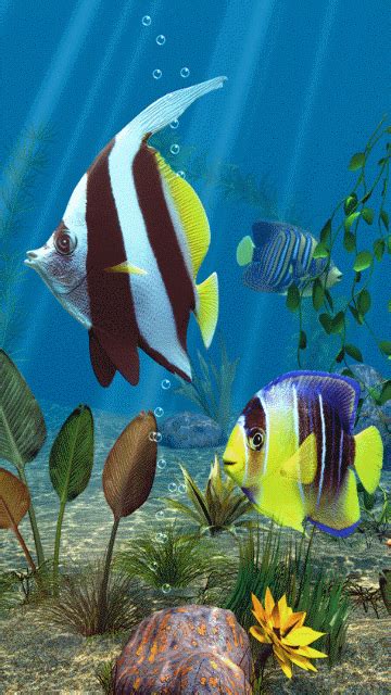 Moving  Wallpaper Fish 1  Images Download