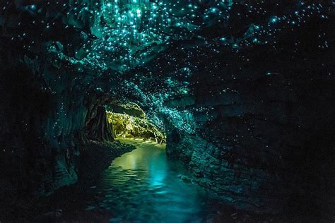 Grotte Waitomo Nouvelle Zélande Tourisme Dans Un Fabuleux Site