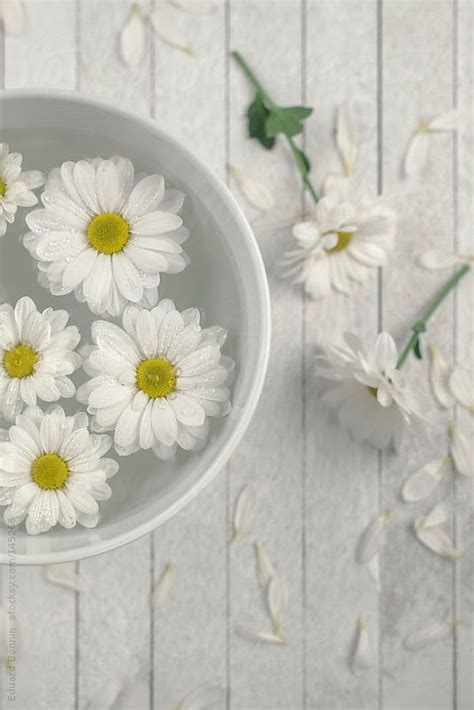 Closeup Of Daisies In A Bowl Of Water Daisy Love Happy Daisy Object