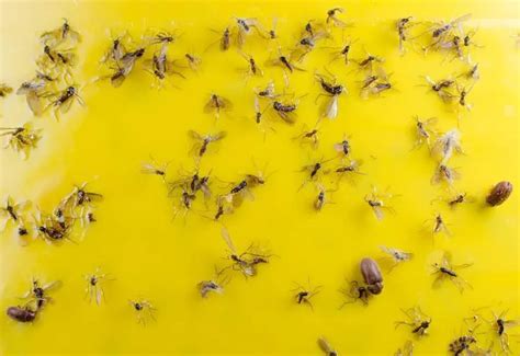 How To Get Rid Of Fungus Gnats On Your Houseplants In 2020 Fungus