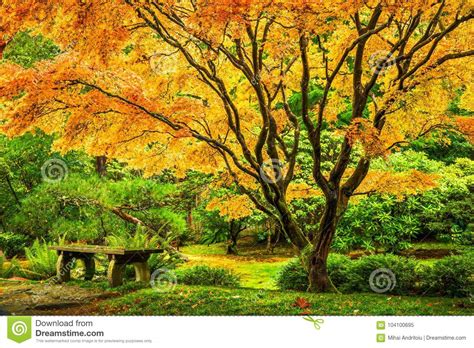 Japanese Maple Tree With Golden Fall Foliage Stock Image Image Of