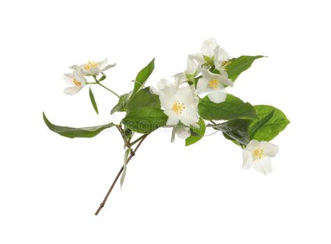 Branch Of Beautiful Jasmine Plant On White Background Stock Image