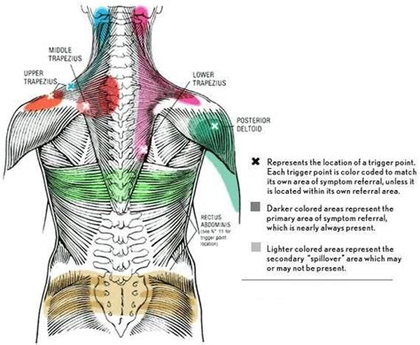 Back Muscle Massage Chart Lower Back Massage Instructions Self