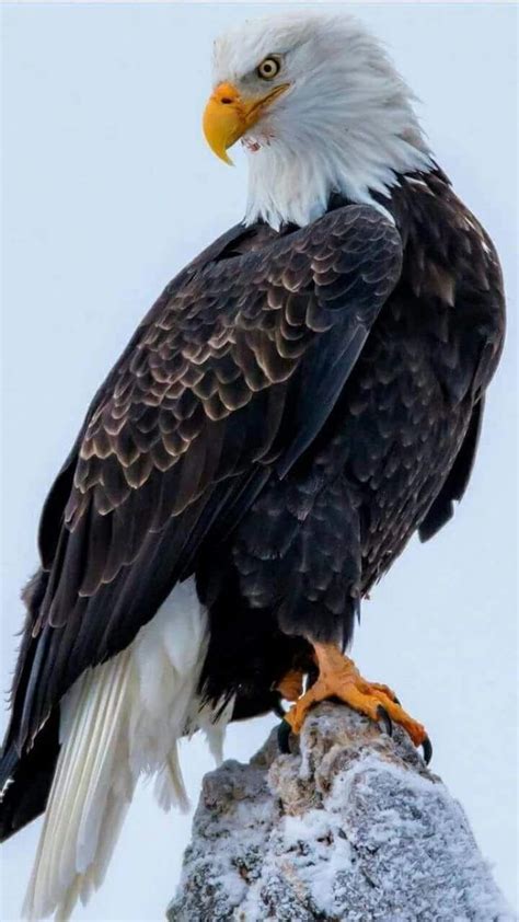 √ 11 Types Of Eagles In The World With Awesome Pictures Eagle
