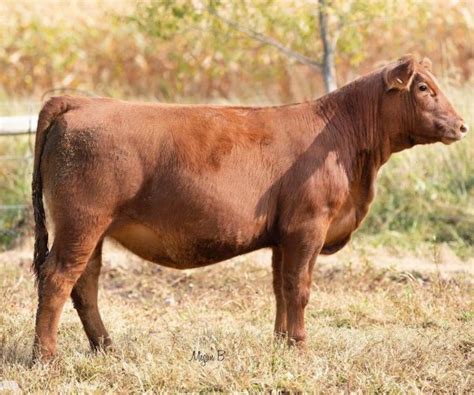 Red Angus Cattle Pleasant View Farms Inc